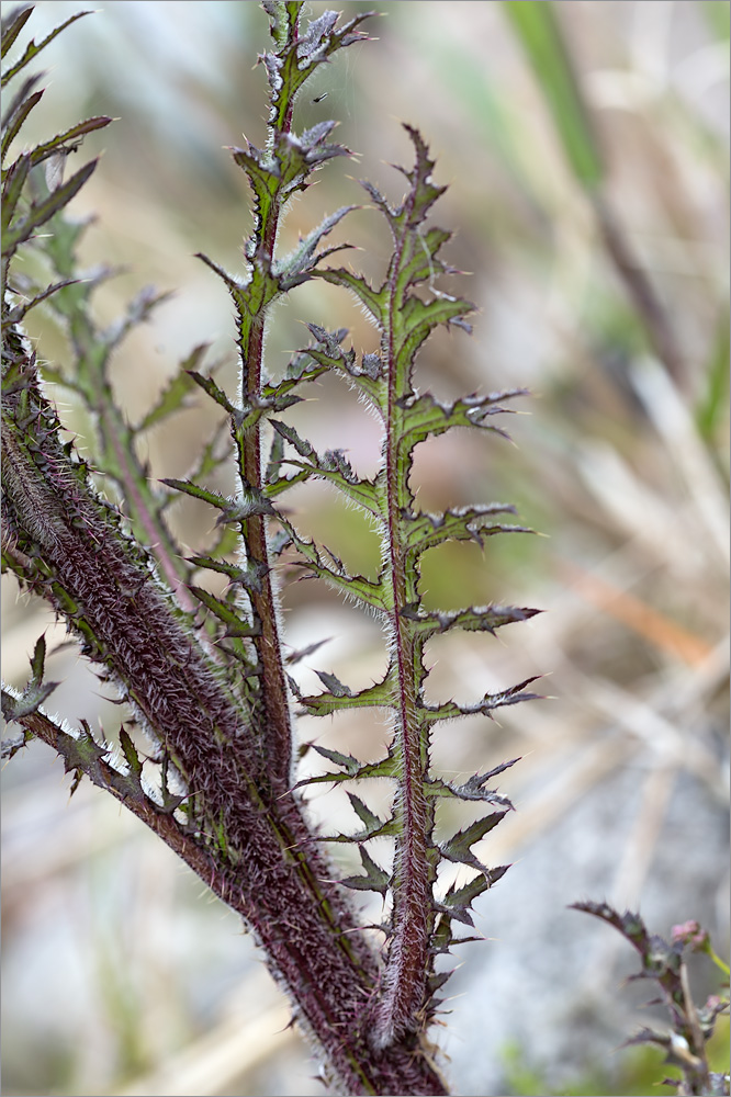 Image of Cirsium palustre specimen.
