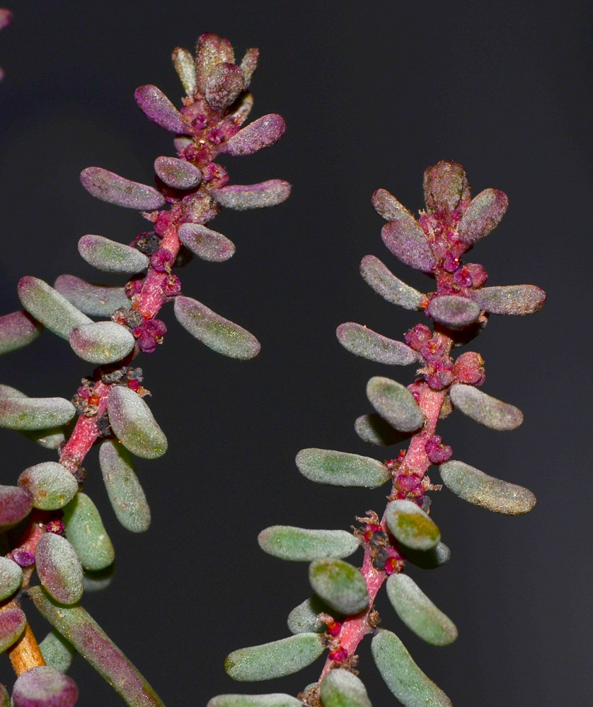 Изображение особи Suaeda vermiculata.