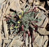 Astragalus jolderensis