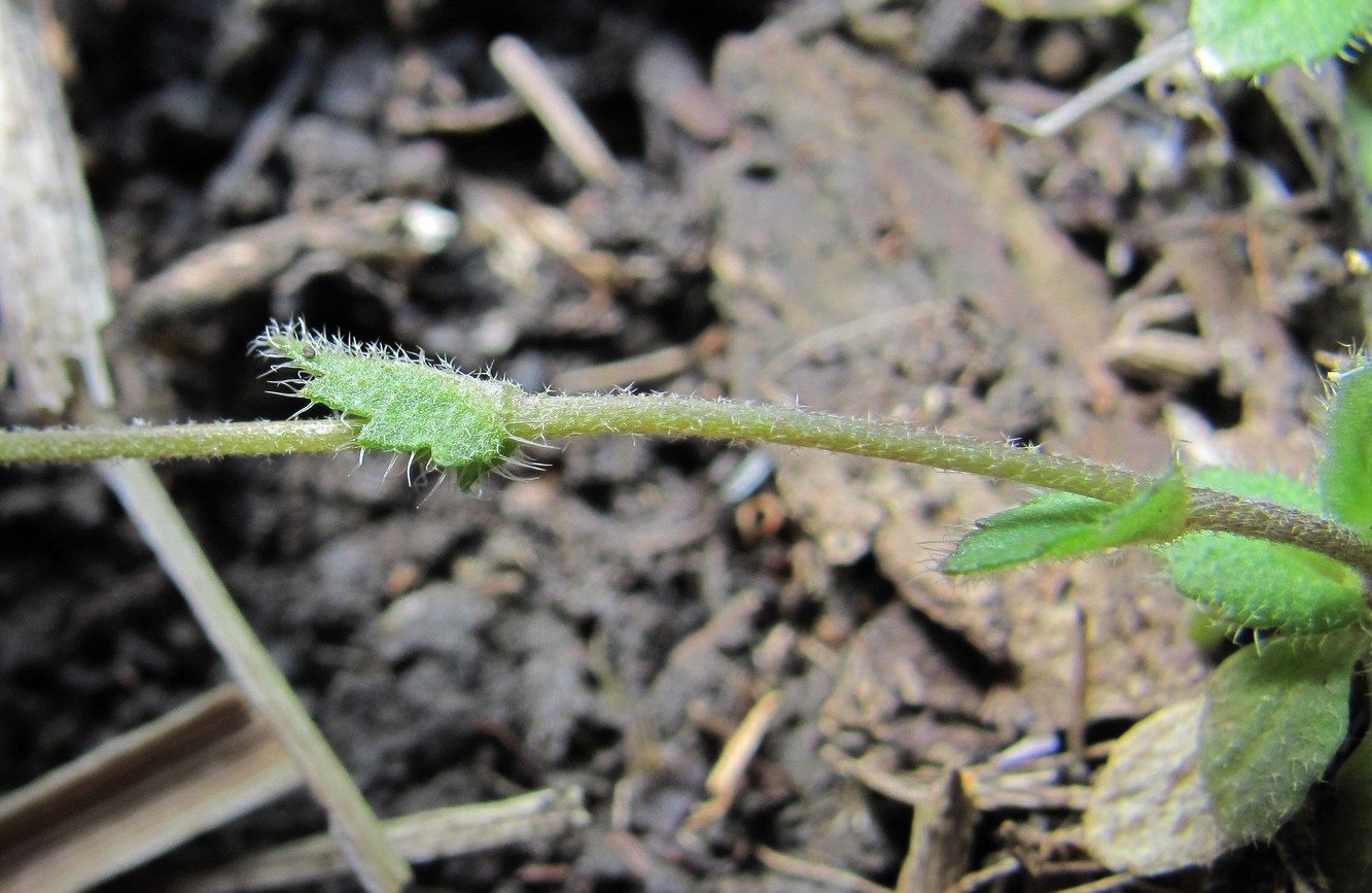 Image of Draba muralis specimen.