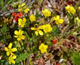 Ranunculus oxyspermus