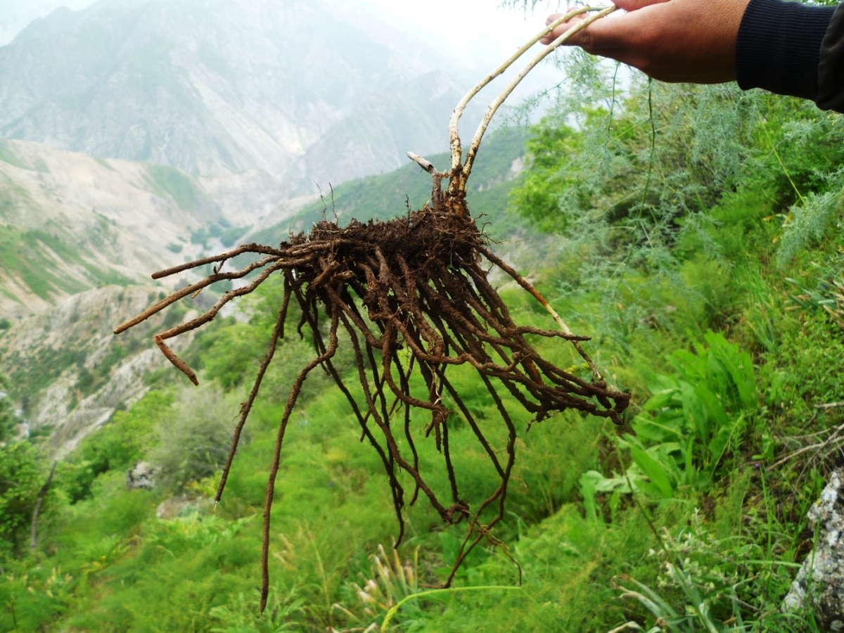 Image of Asparagus bucharicus specimen.