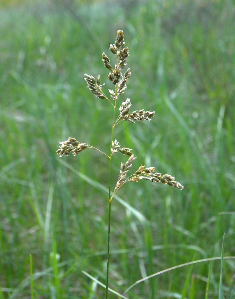 Image of Hierochloe odorata specimen.