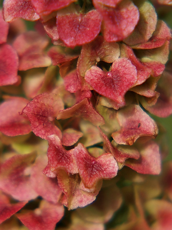 Изображение особи Rumex pseudonatronatus.