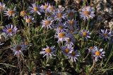 Aster serpentimontanus