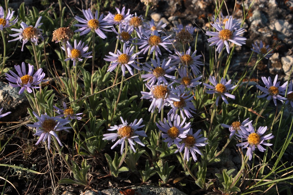 Image of Aster serpentimontanus specimen.