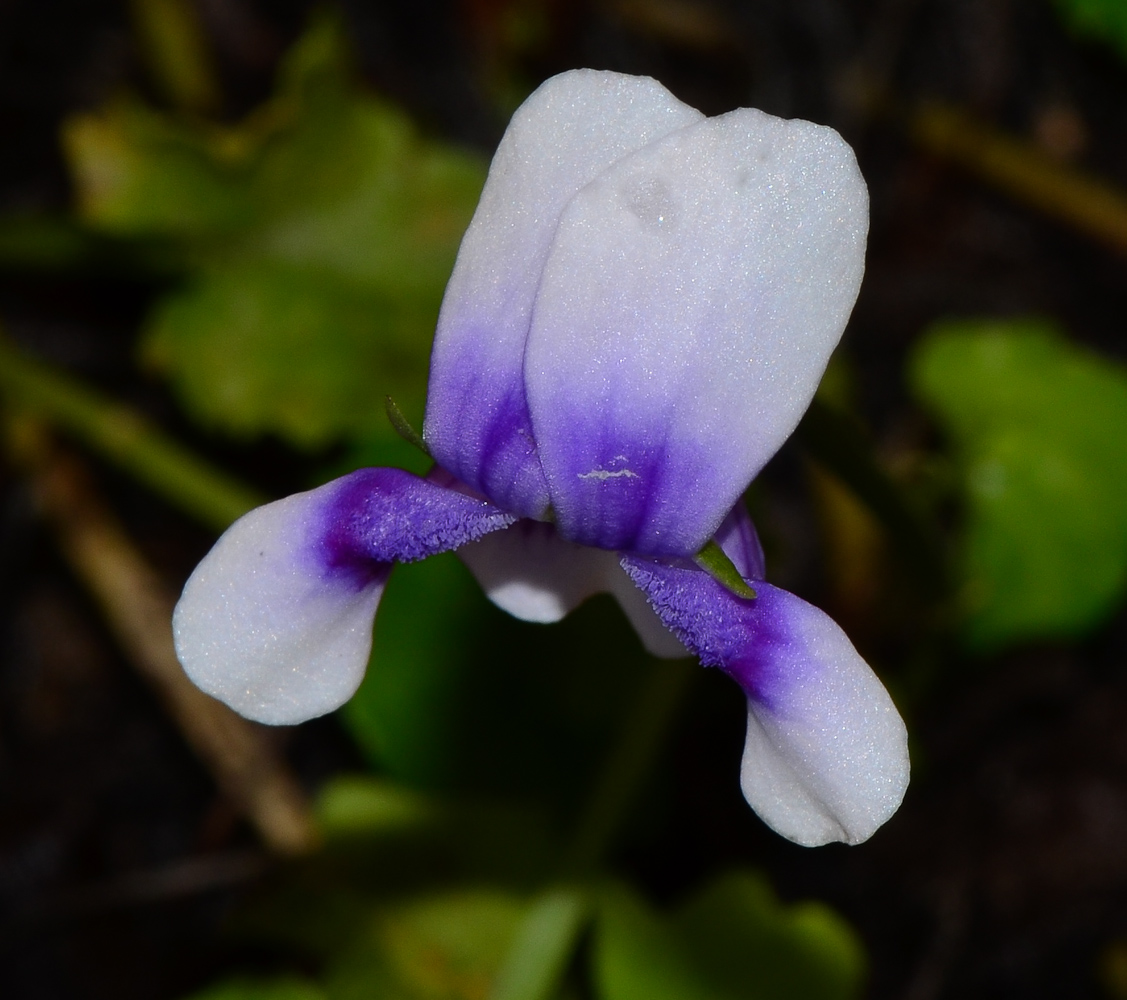 Изображение особи Viola hederacea.