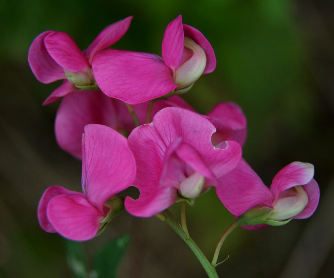 Изображение особи Lathyrus tuberosus.