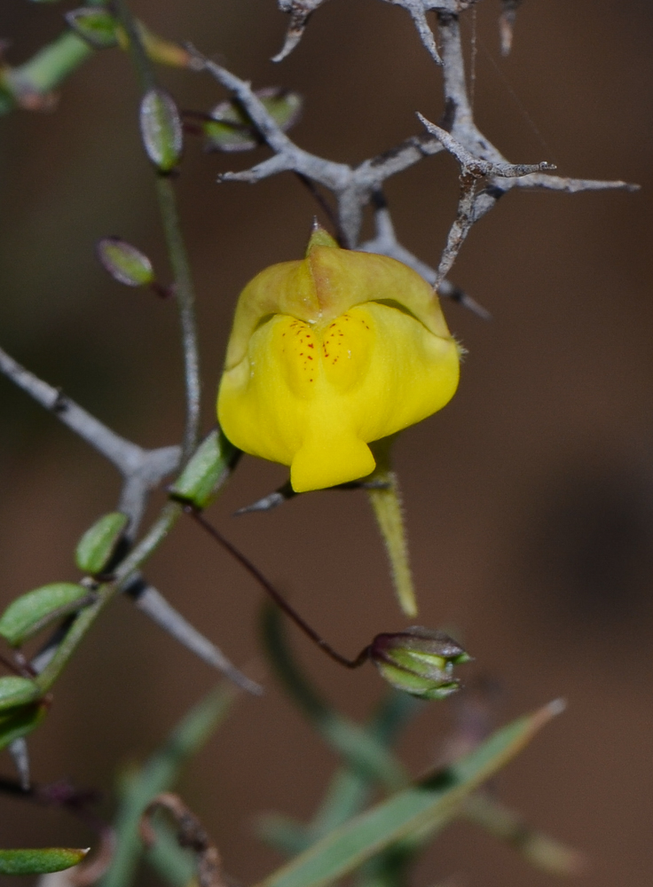 Image of Kickxia sagittata specimen.