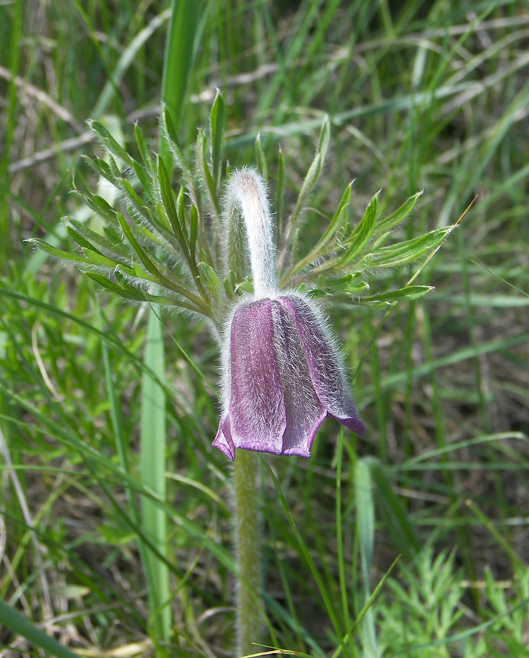 Image of Pulsatilla pratensis specimen.