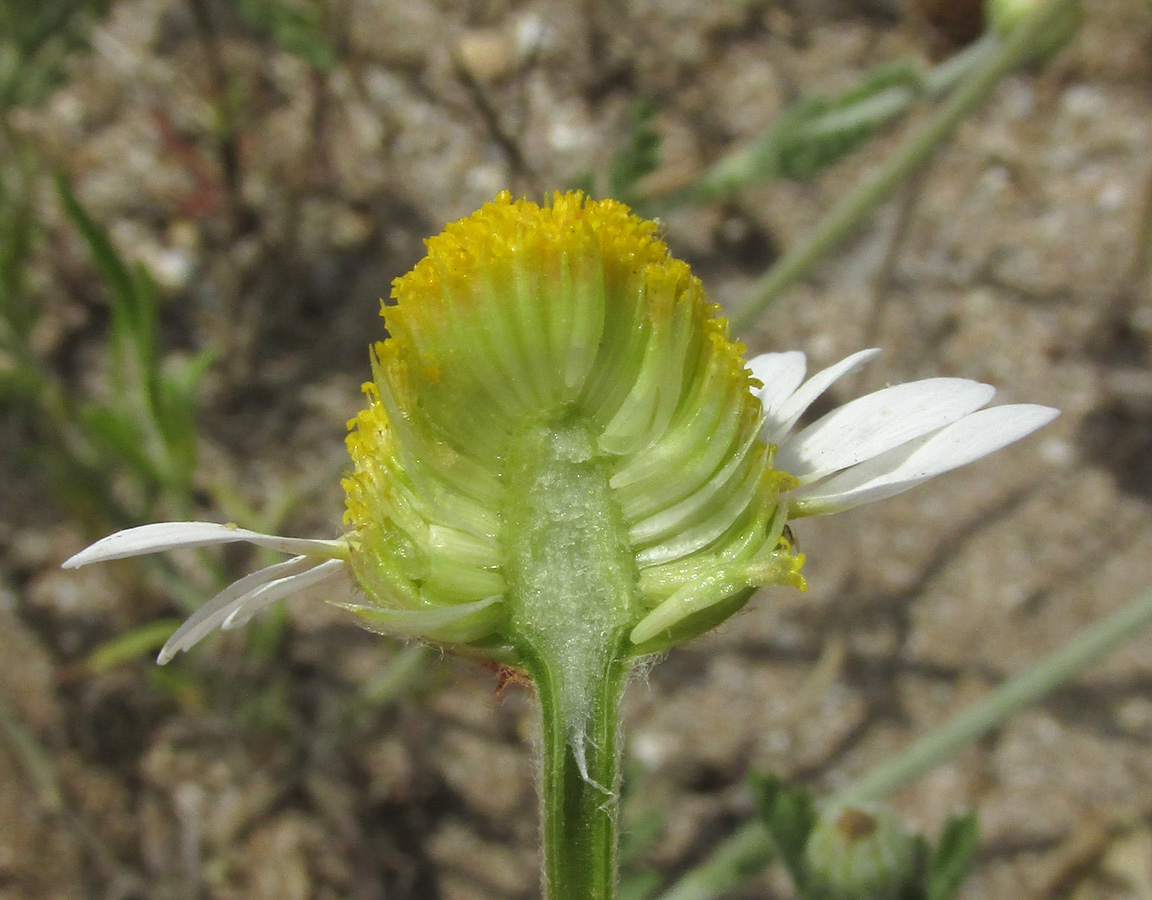 Image of Anthemis dubia specimen.