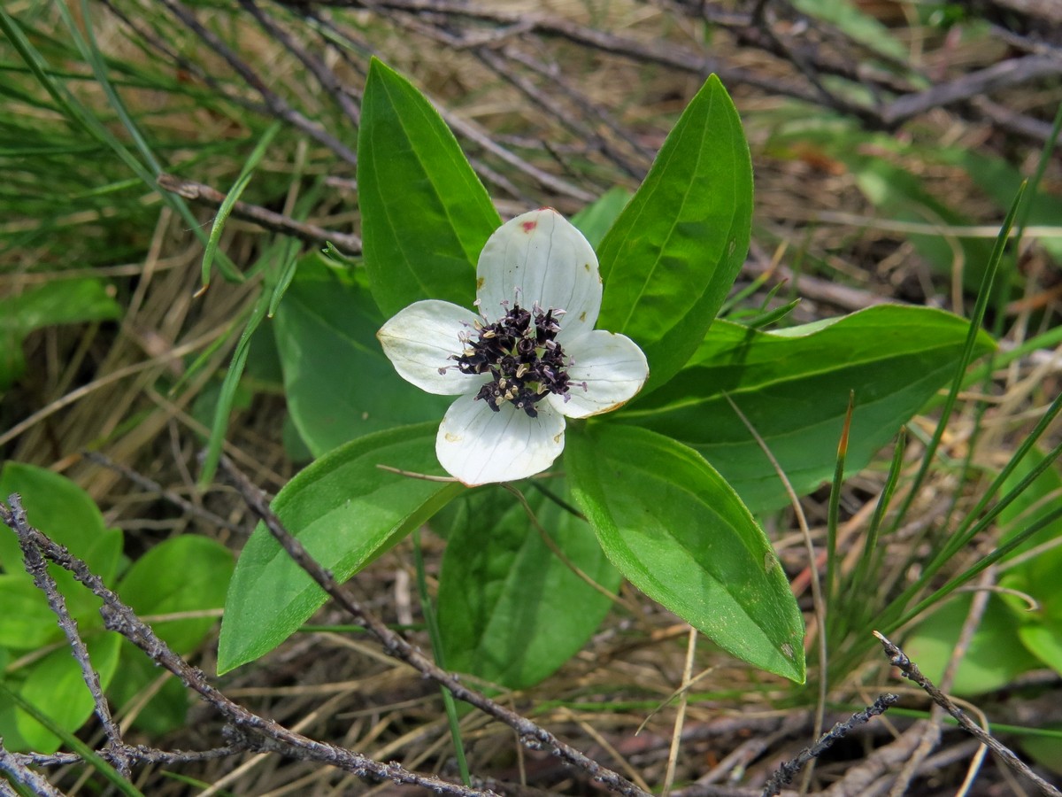 Изображение особи Chamaepericlymenum suecicum.