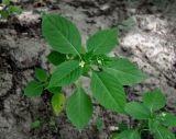 Impatiens parviflora