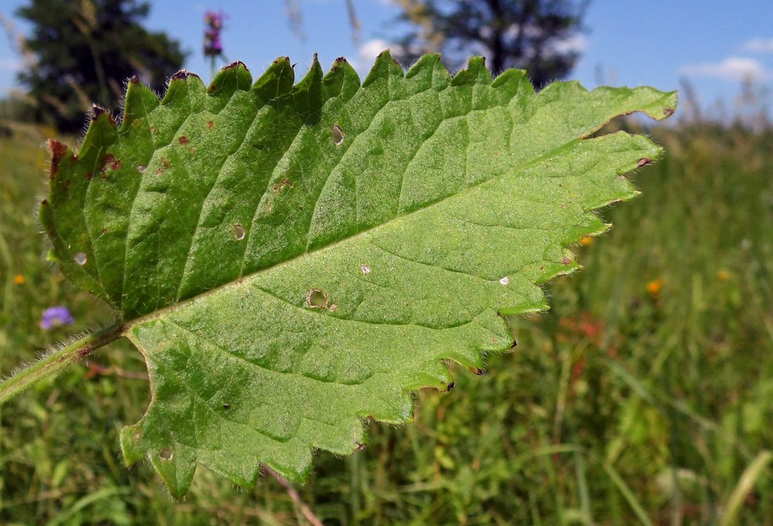 Изображение особи Betonica officinalis.