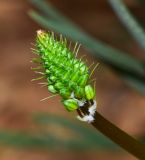 Bulbine frutescens