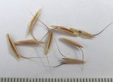 Bromus japonicus