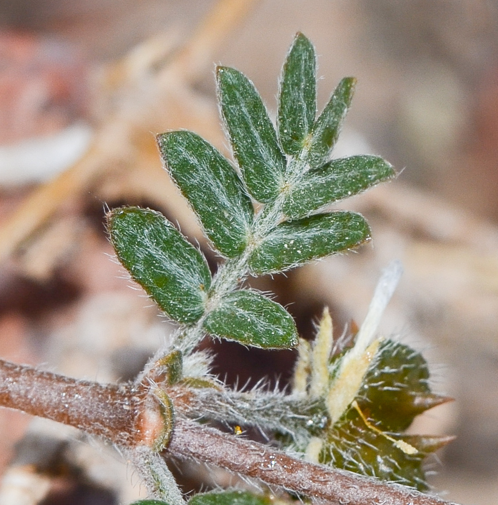 Image of Tribulus bimucronatus specimen.