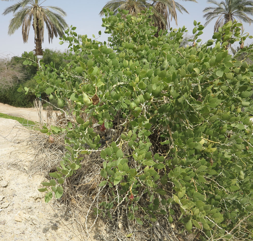 Image of Capparis cartilaginea specimen.