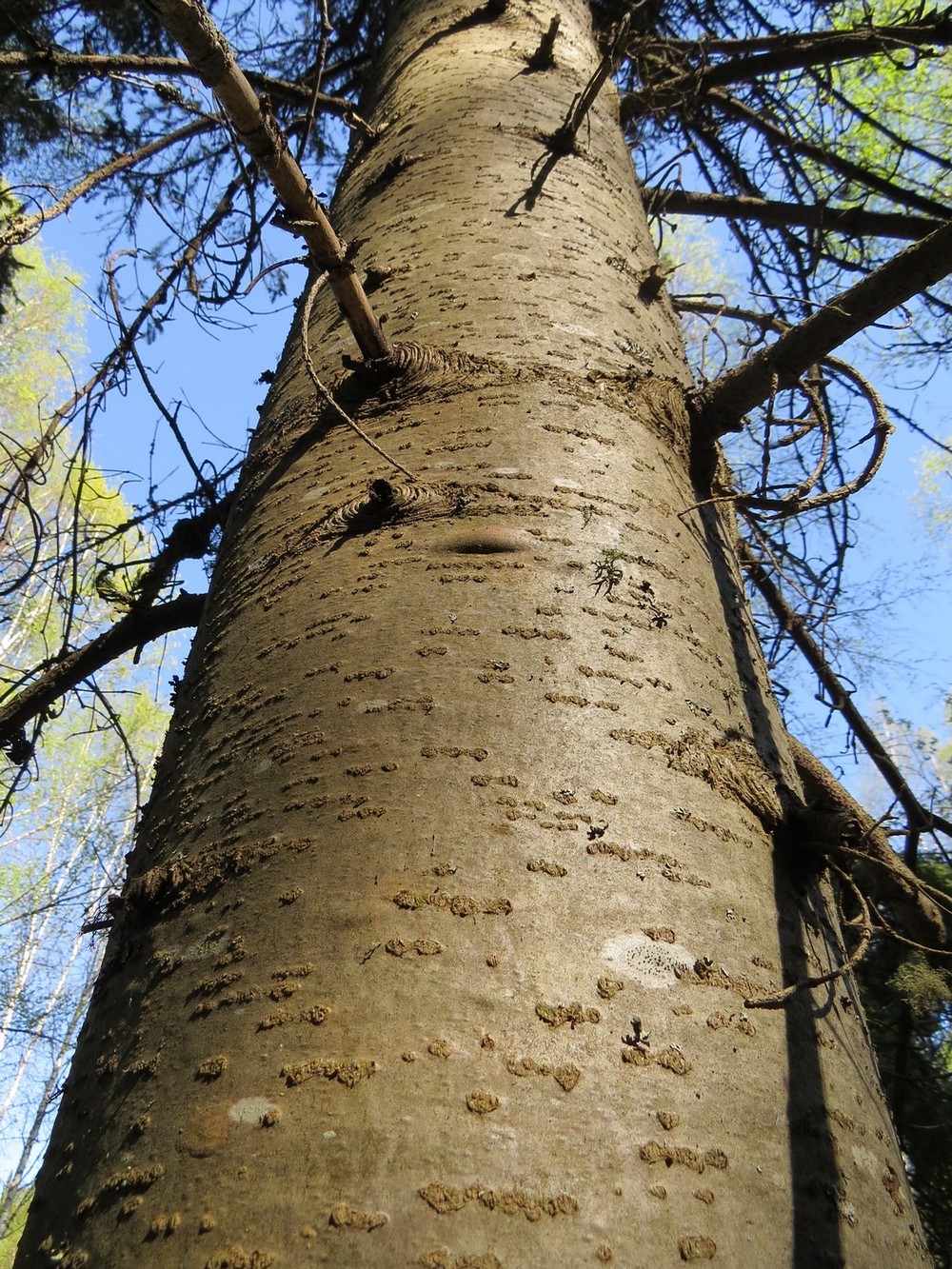 Изображение особи Abies sibirica.