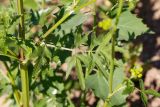 Pastinaca sylvestris