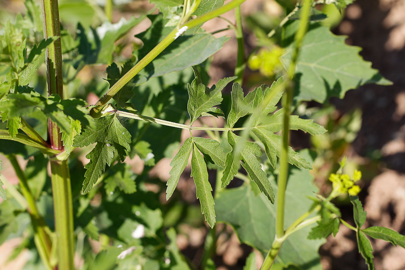 Изображение особи Pastinaca sylvestris.