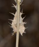 Image of taxon representative. Author is Татьяна Мальчинская