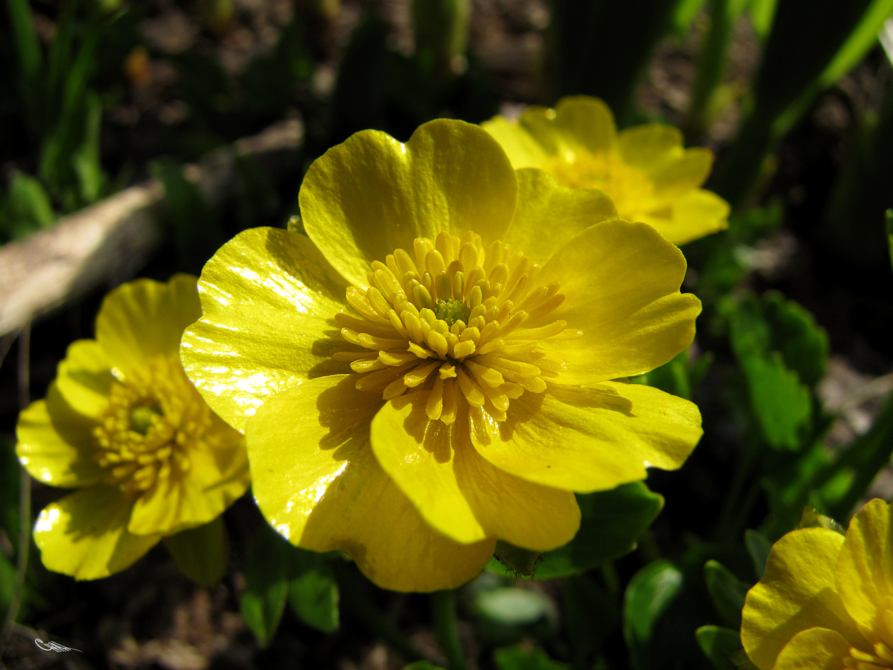 Image of Ranunculus altaicus specimen.