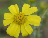 Senecio vernalis