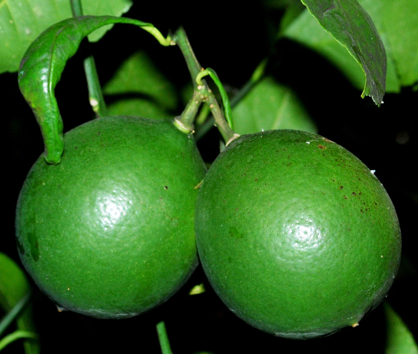 Image of Citrus limon specimen.