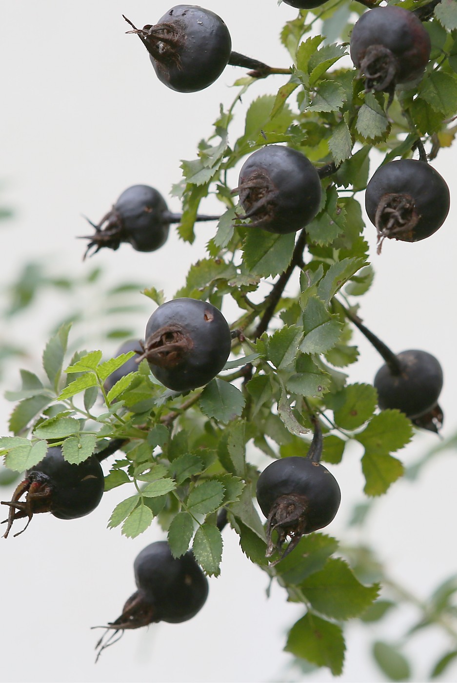 Изображение особи Rosa spinosissima.