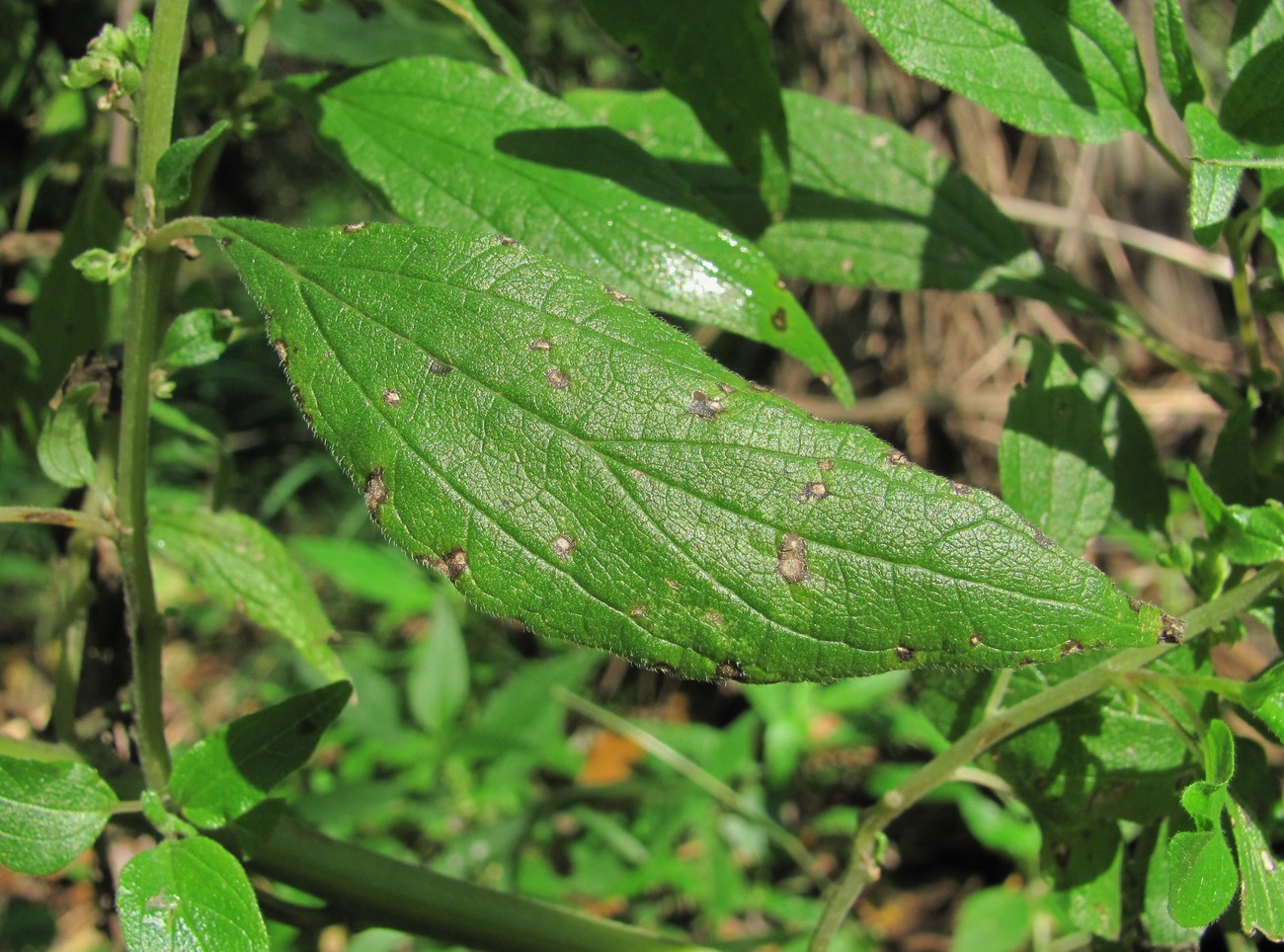 Изображение особи Parietaria officinalis.