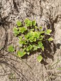 Campanula rotundifolia. Молодые растения. Ленинградская обл., Гатчинский р-н, окр. пос. Пудость, обнажение грунта на откосе просёлочной дороги. 10.07.2016.