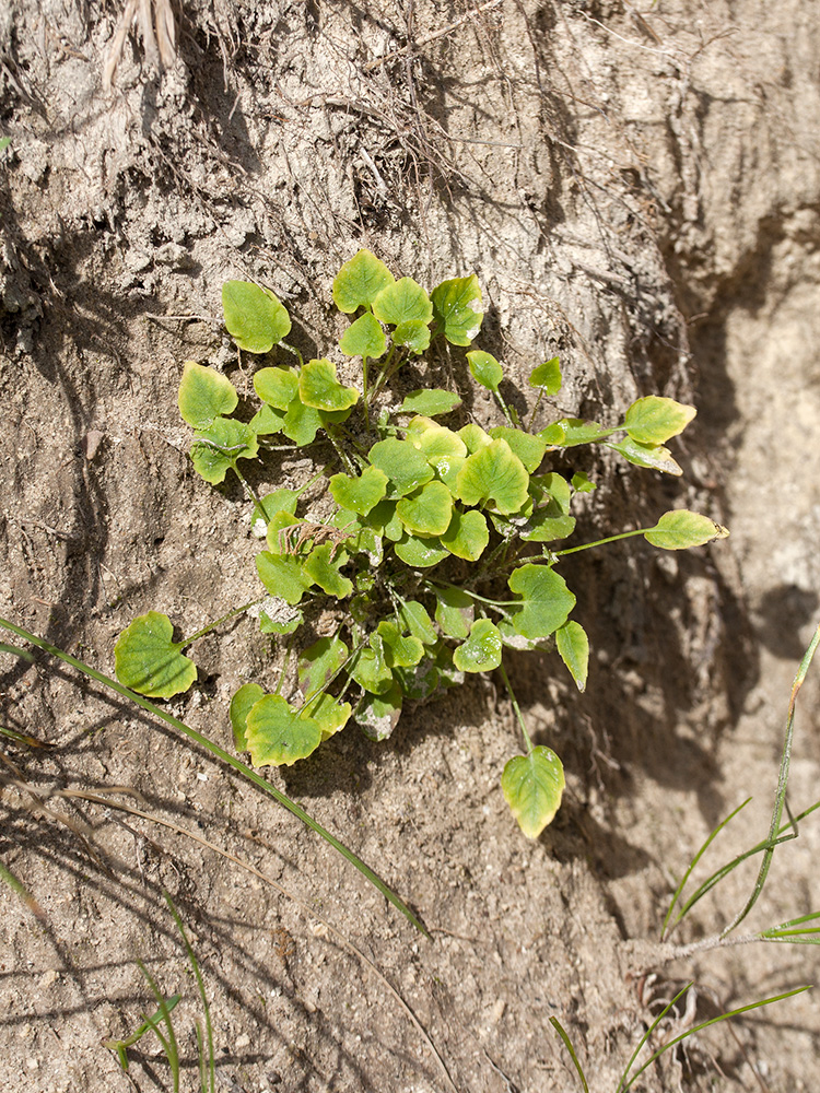 Image of Campanula rotundifolia specimen.