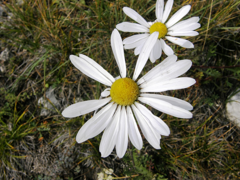 Image of Chrysanthemum zawadskii specimen.