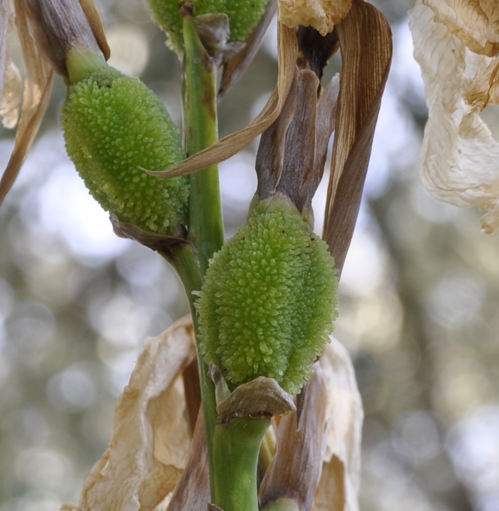 Изображение особи Canna indica.