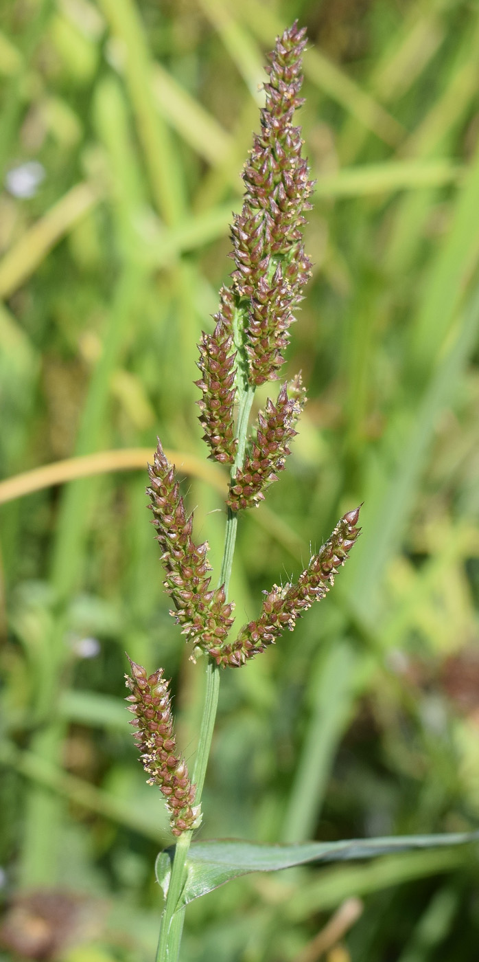 Изображение особи Echinochloa crus-galli.