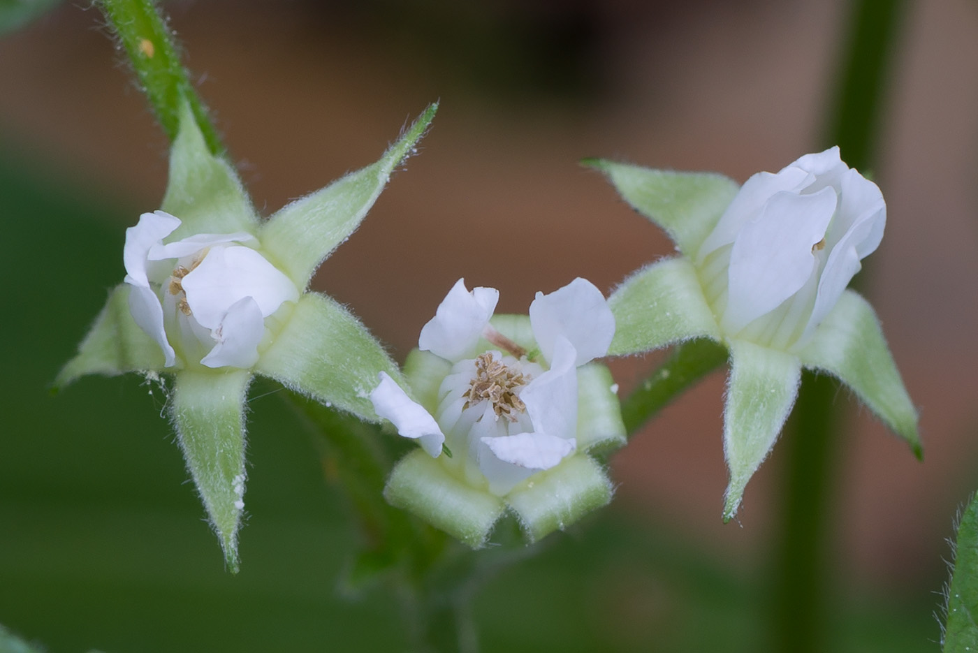 Image of Rubus saxatilis specimen.