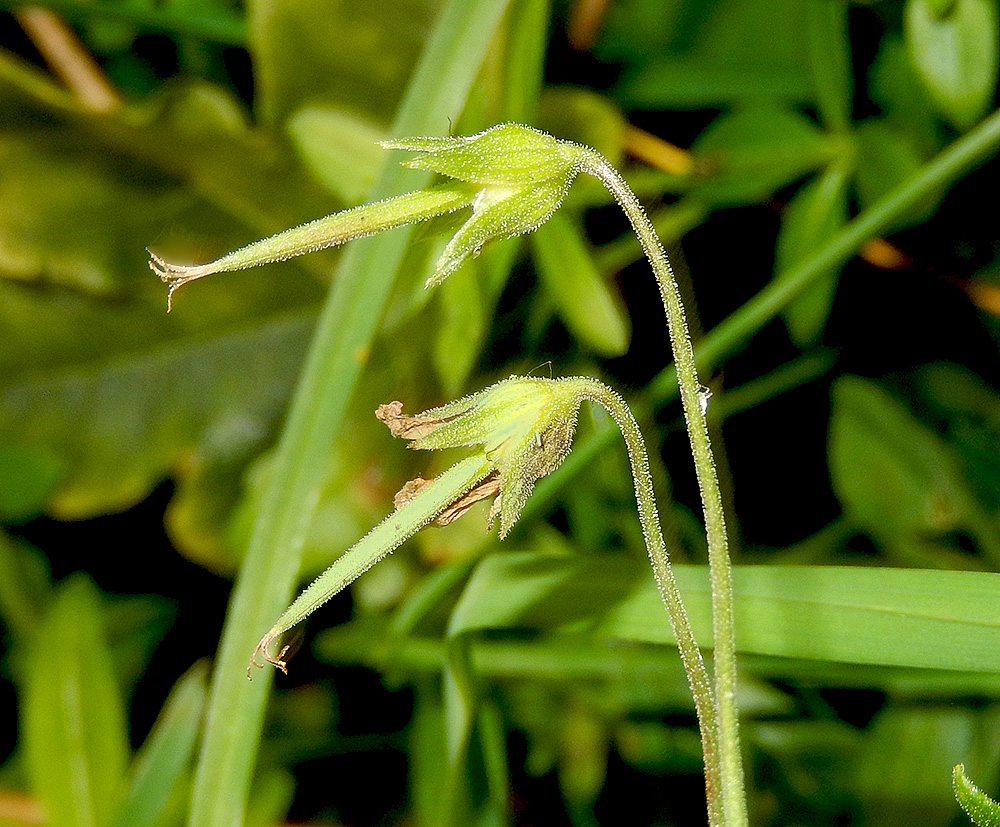 Изображение особи Geranium depilatum.
