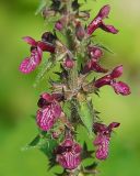 Stachys sylvatica. Часть соцветия. Польша, Беловежа, Беловежская пуща. 23.06.2009.