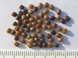 Image of taxon representative. Author is Сергей Банкетов