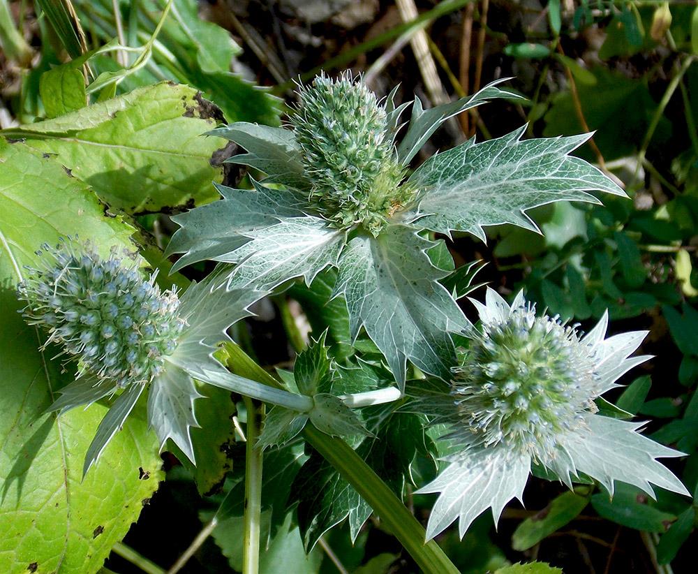 Изображение особи Eryngium giganteum.