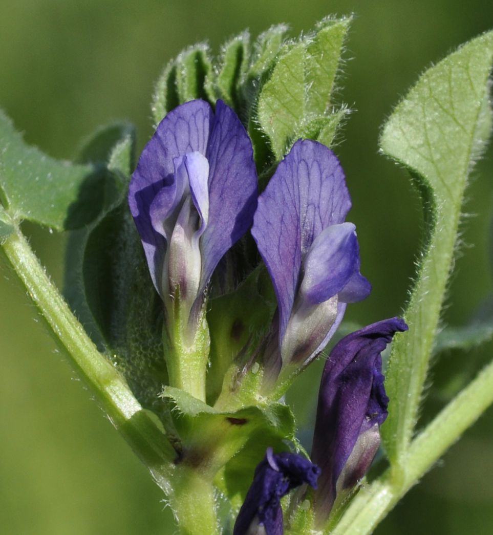 Изображение особи Vicia narbonensis.