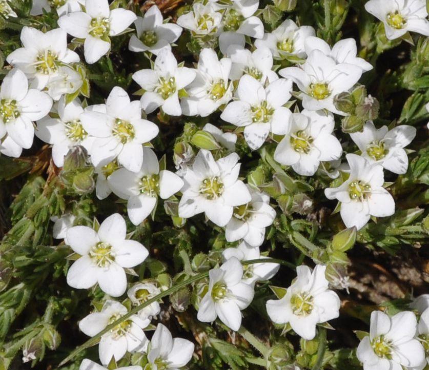 Image of Minuartia recurva specimen.