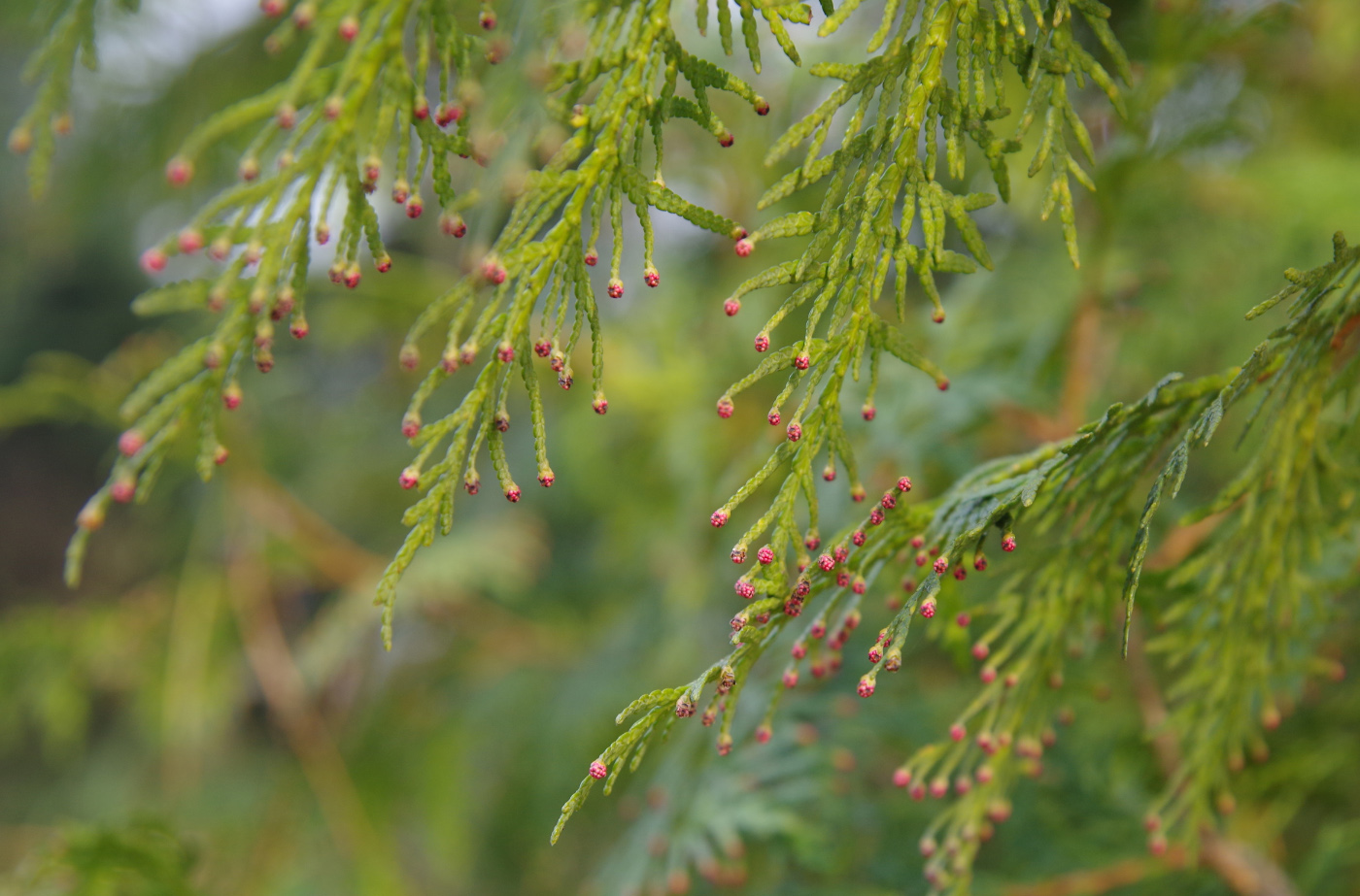 Изображение особи семейство Cupressaceae.