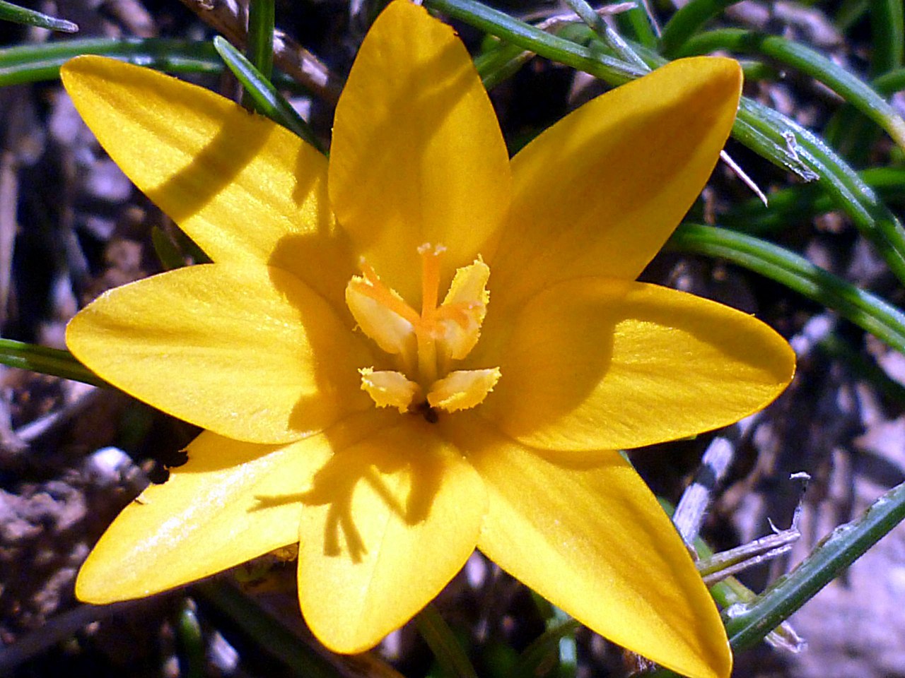 Изображение особи Crocus angustifolius.