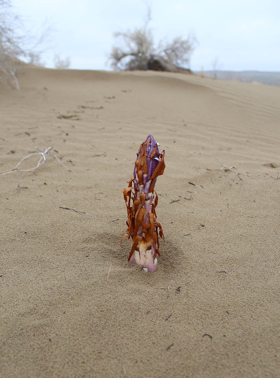 Image of Cistanche flava specimen.