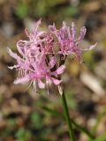 Nerine undulata