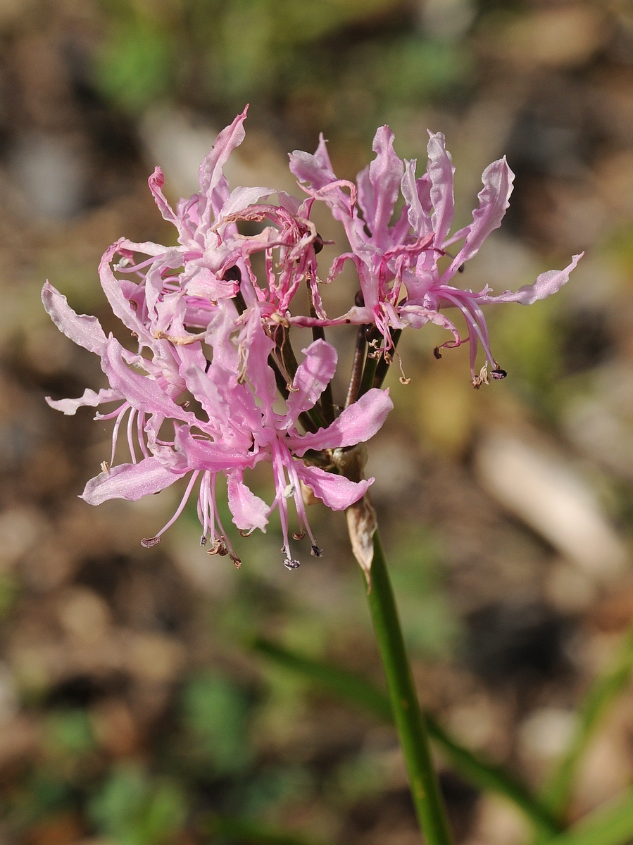 Изображение особи Nerine undulata.