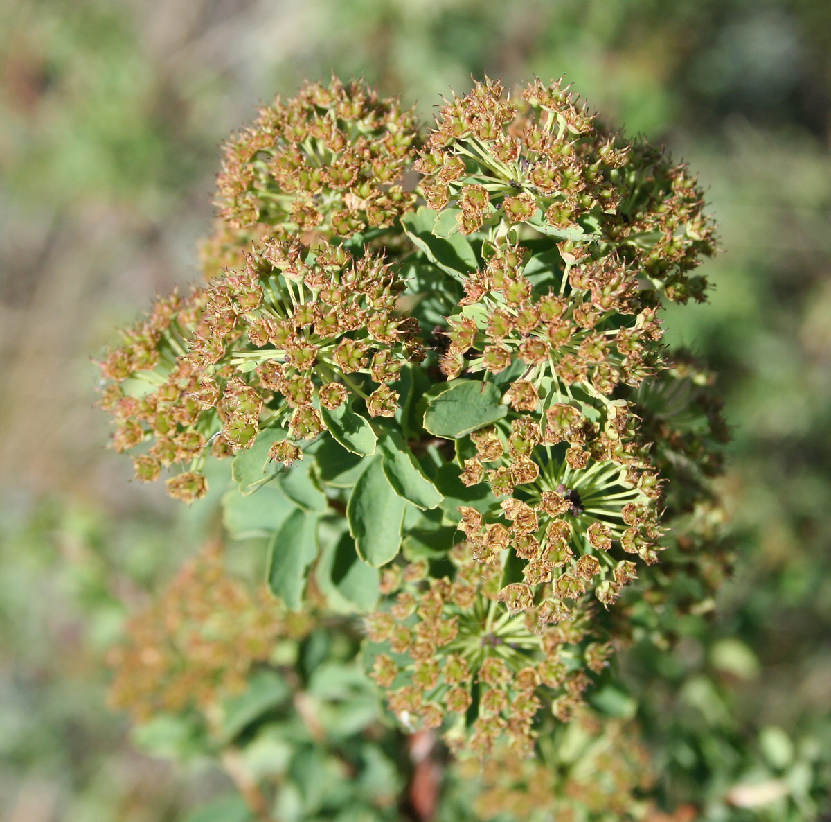 Image of Spiraea trilobata specimen.