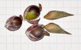 Thalia dealbata